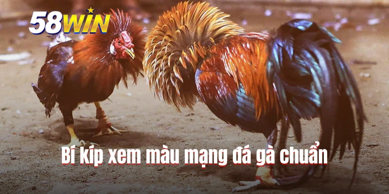 Bí kíp xem màu mạng đá gà chuẩn
