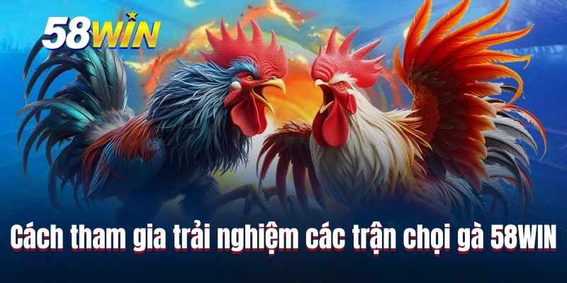 Cách tham gia trải nghiệm các trận chọi gà 58WIN