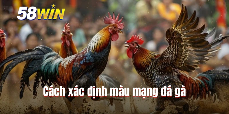Cách xác định màu mạng đá gà