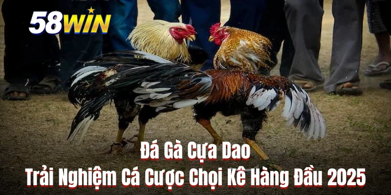 Đá Gà Cựa Dao - Trải Nghiệm Cá Cược Chọi Kê Hàng Đầu 2025