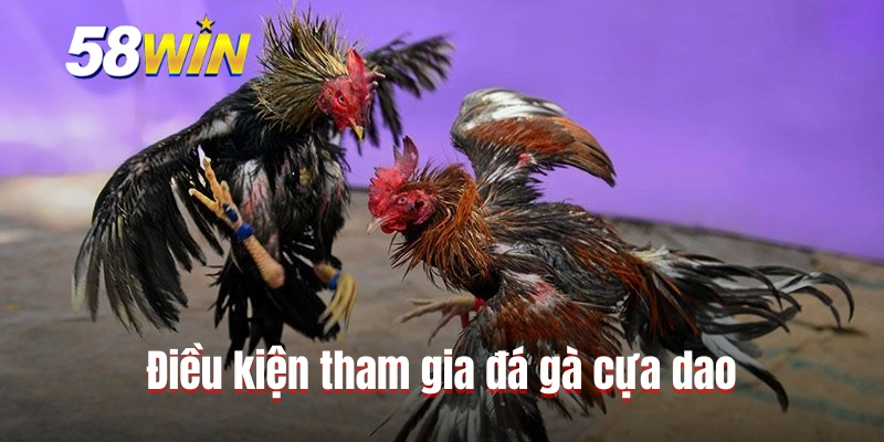 Điều kiện tham gia đá gà cựa dao