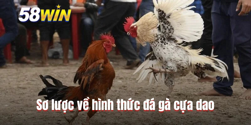 Sơ lược về hình thức đá gà cựa dao