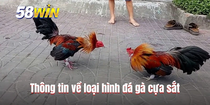 Thông tin về loại hình đá gà cựa sắt