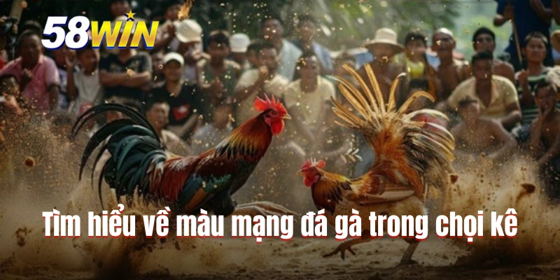 Tìm hiểu về màu mạng đá gà trong chọi kê