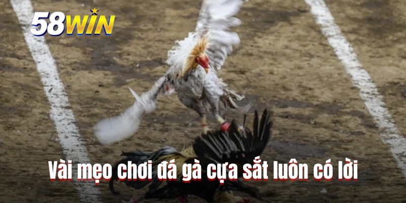 Vài mẹo chơi đá gà cựa sắt luôn có lời
